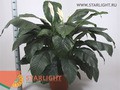 Спатифиллум Сенсэйшн (160) 2 995.00