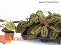 Маранта Фасцинатор (30) 195.00