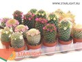 Кактус Маммилария (10) 155.00