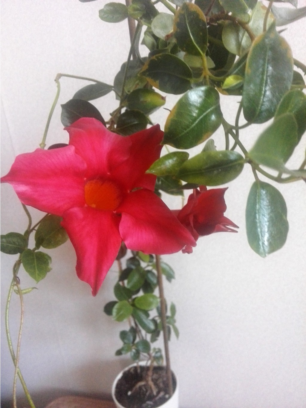 IMG 20160626 090217.jpg