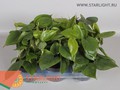 Филодендрон Сканденс (20) 225.00