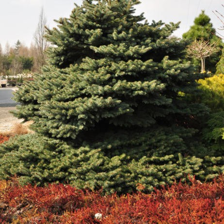 Picea () pungens Glauca Globosa - 28