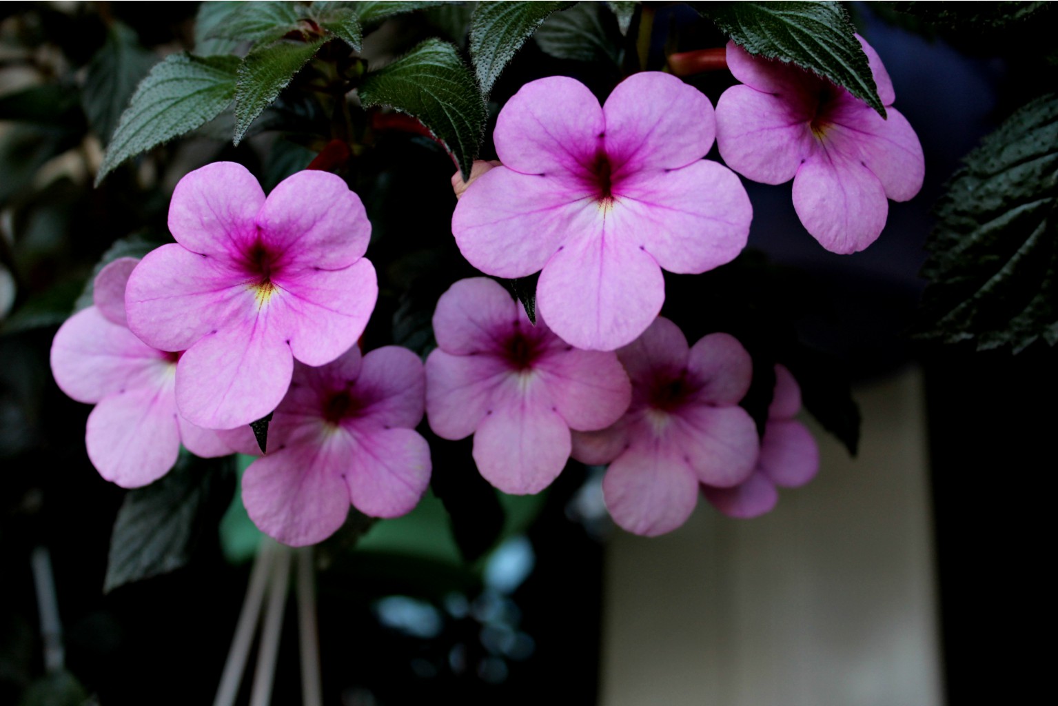 Pеach Blossom.jpg