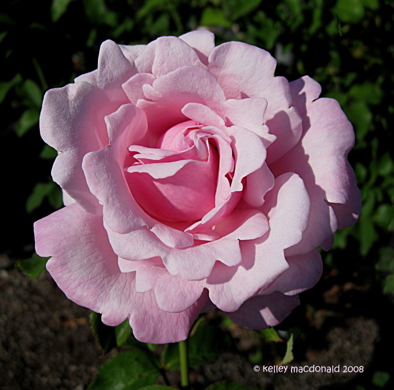 Rosa () Memorial Day / Millie Rose C5 - 12,95