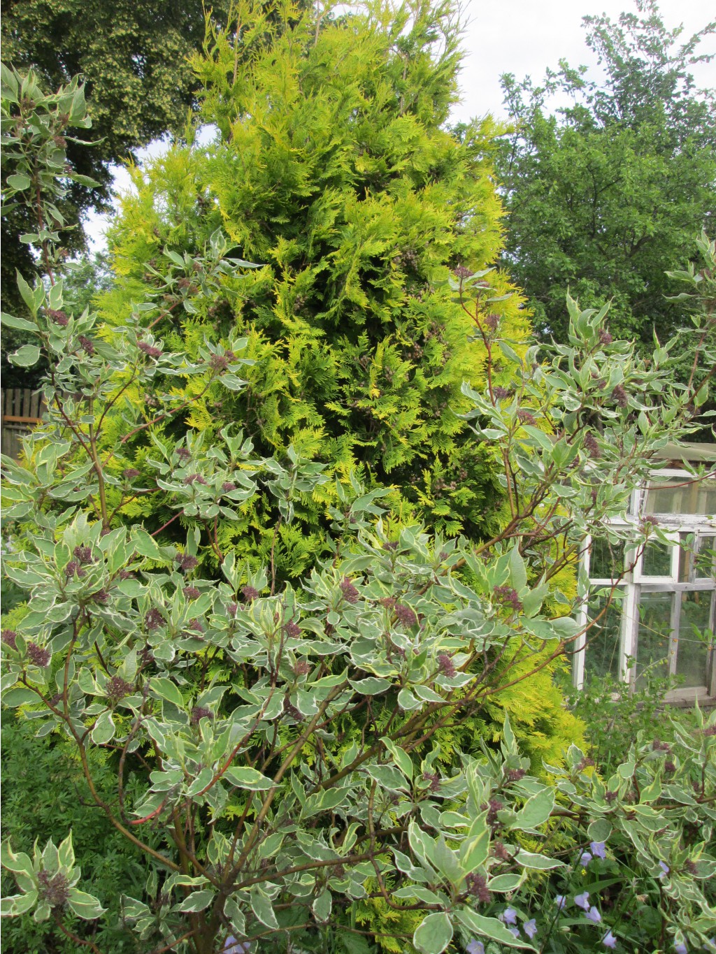 IMG 4453.JPG