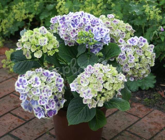 Hydrangea () m. Bavaria P19/C3 25-30 CM - 7,0