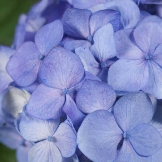 Hydrangea () m. Endl.S. Blue Bloomstar blue P23/C5 - 18,1