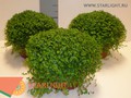 Солейролия (15) 155.00