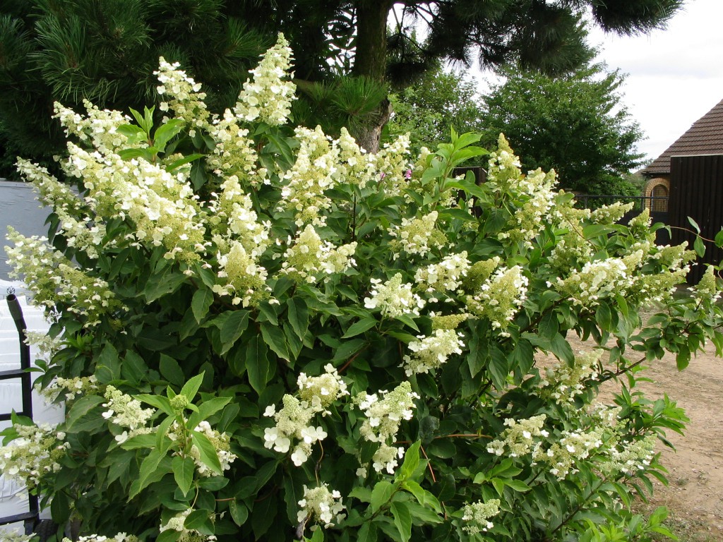 Hydrangea () pan. Kyushu C5 - 3,43