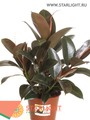 Фикус эластика Мелани (40) 245.00