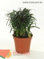 Офиопогон Минор (15) 225.00