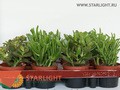 Крассула (15) 225.00