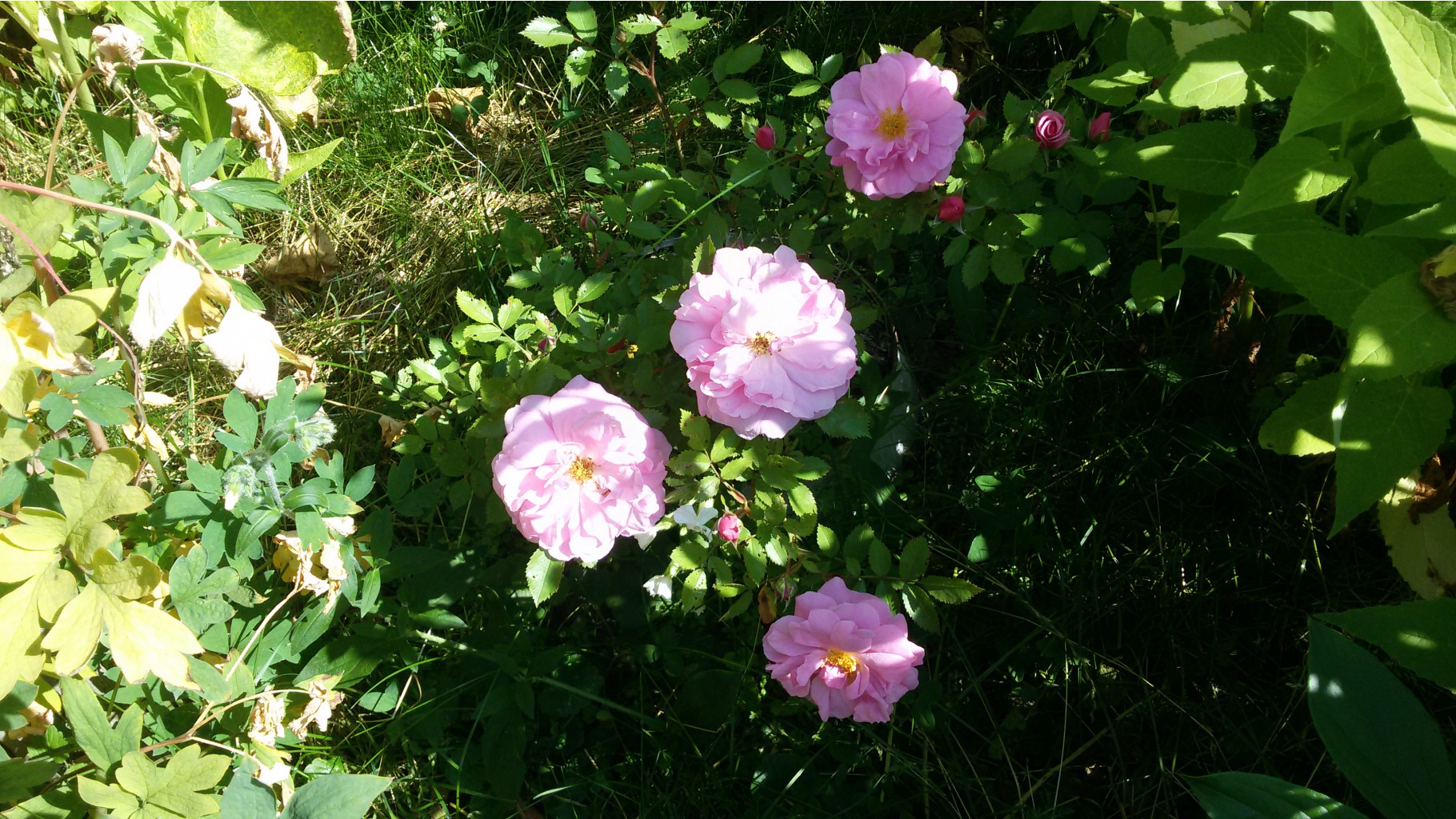 John_Davis 2016.06.19 091827.jpg