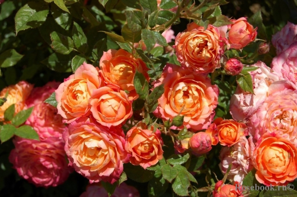 Rosa () Briosa C5 - 8,89