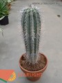 Кактус Цереус (80) 3 550.00