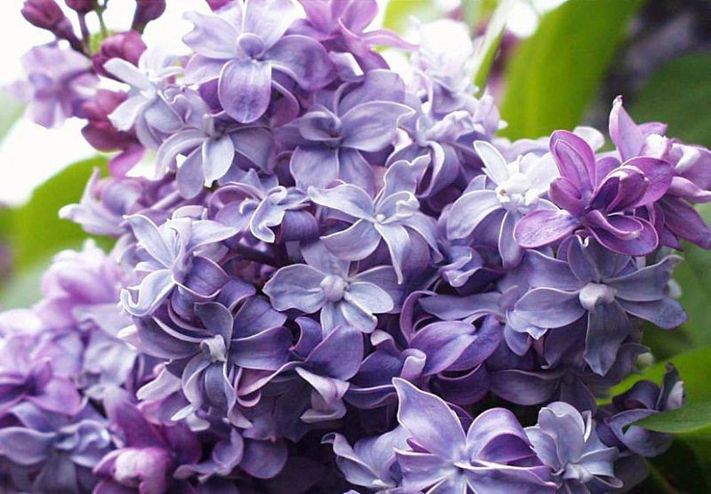 Syringa () vulg. Nadeshda - 7,8