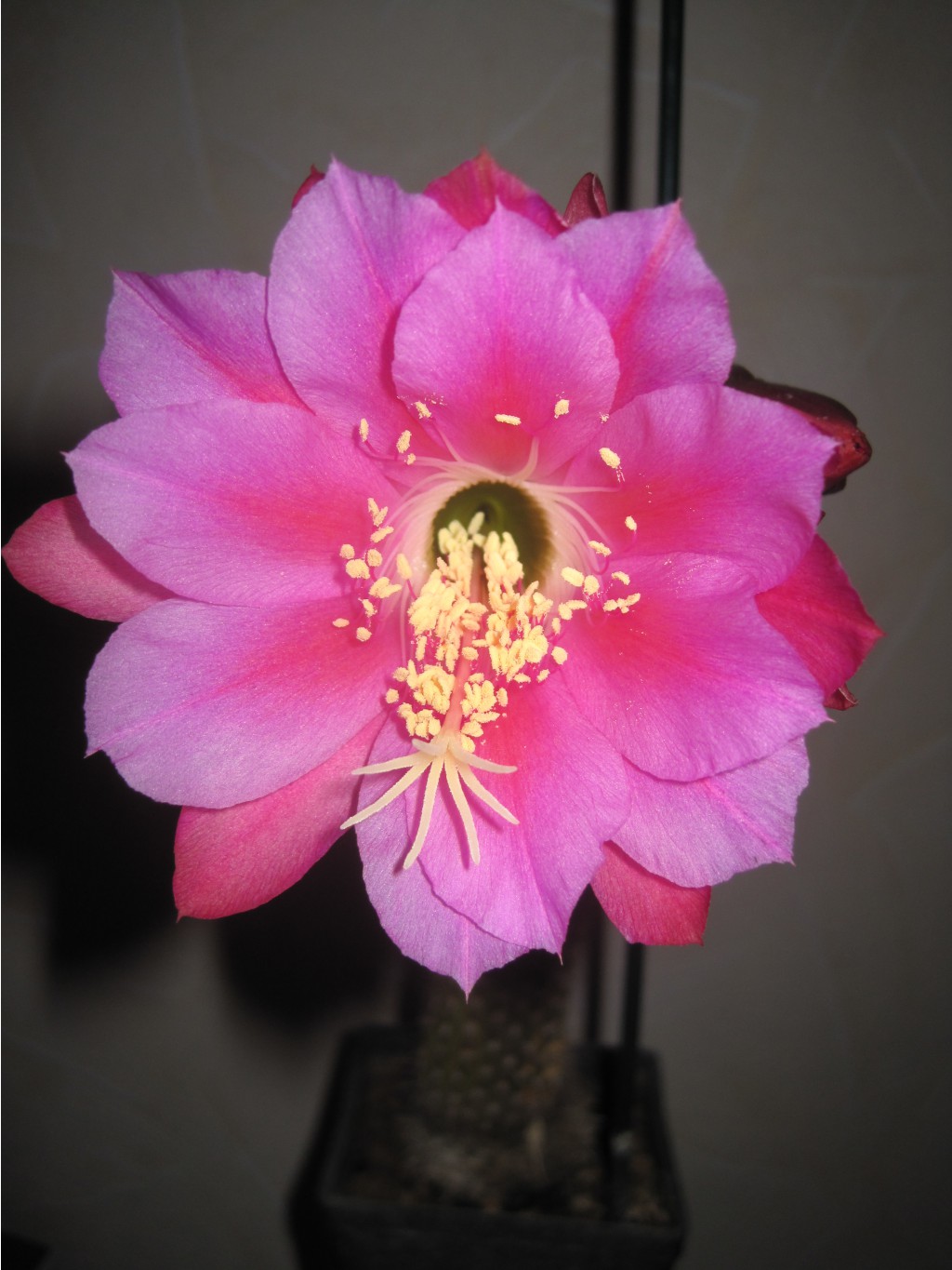 Echinopsis kermesina