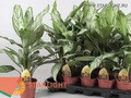Аглаонема Сильвер Куин (40) 595.0