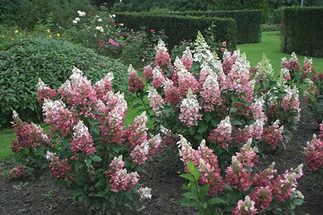 Hydrangea () pan. Pinky Winky P19/C3 40-50 CM - 9,6