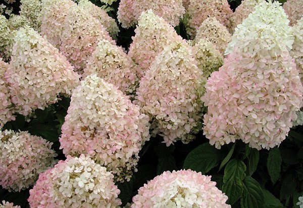 Hydrangea () pan. Magical Summer P23/C5 30-40 CM - 15,7