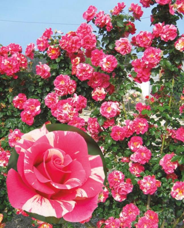 Rosa () Candy Land C5 - 12,95