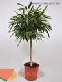 Фикус бинн Алии (150) 7 995.00