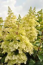 Hydrangea () pan. Candlelight P17/C2 30-40 CM - 7,6