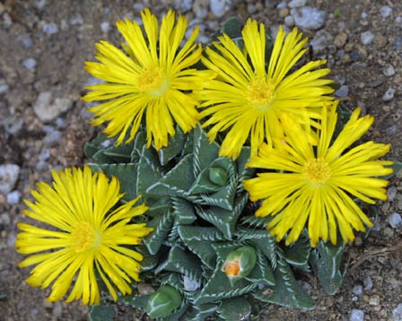   (Faucaria tigrina)- 150 .