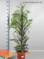 Мирт обыкновенный (150) 3 695.00