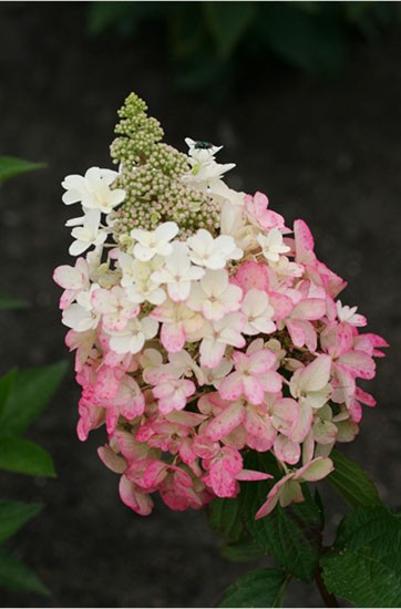 Hydrangea () pan. Magical Vesuvio P17/C2 30-40 CM - 8,1
