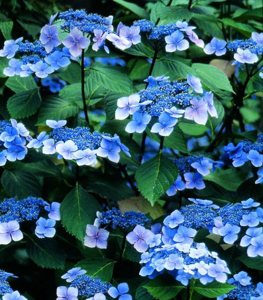 Hydrangea () serr. Bluebird P17/C2 40-50 CM - 5,1