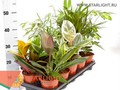 Плант Микс Х24 (35) 155.00