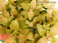 Фиттония Мозаик Скелетон (10) 135.00