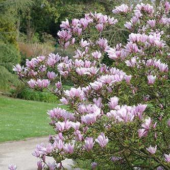 Magnolia () George Henry Kern C2 :35-45 - 10,08