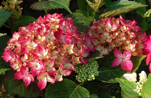 Hydrangea () m. Selma P19/C3 20-25 CM - 5,6