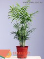 Хамедорея Элеганс (45) 255.00