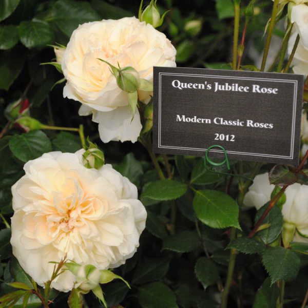 Rosa () Queen Jubille Rose C5.5 - 17,86