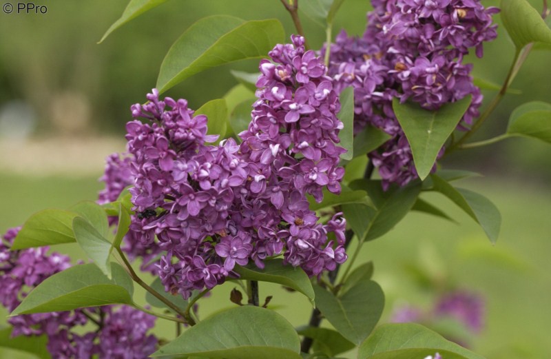 Syringa () vulg. Charles Joly - 7,8