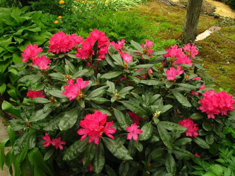 Rhododendron (-) hubr. Helliki - 3,94