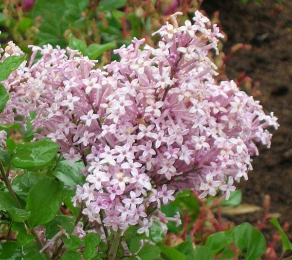 Syringa () meyeri Palibin - 7,8