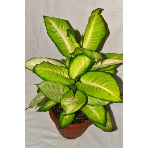    (Dieffenbachia Summer Style) - 300 .