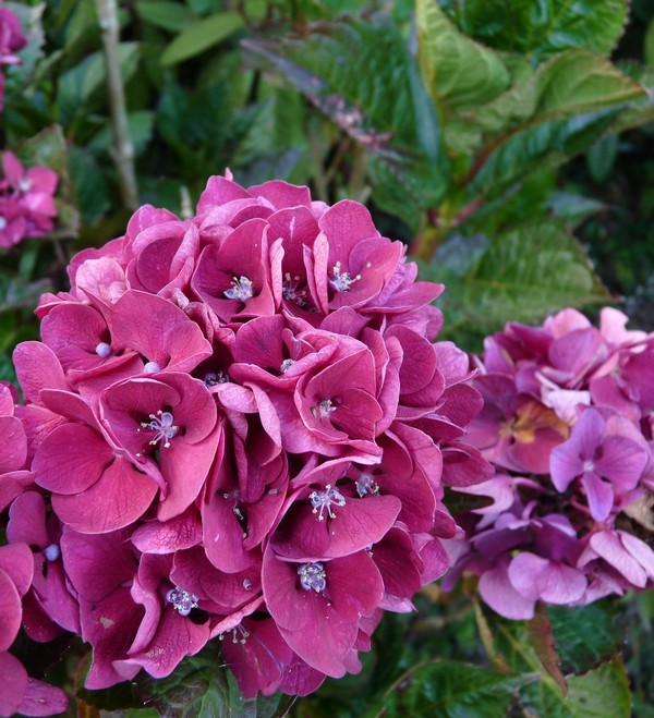 Hydrangea () m. Merveille Sanguinea P17/C2 25-30 CM - 5,5