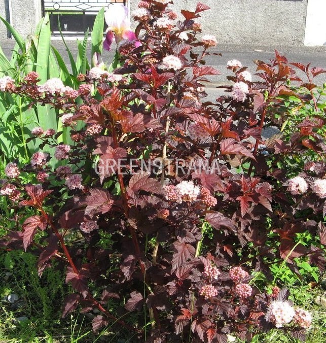 Physocarpus (.) opulifolius Red Baron - 3,08