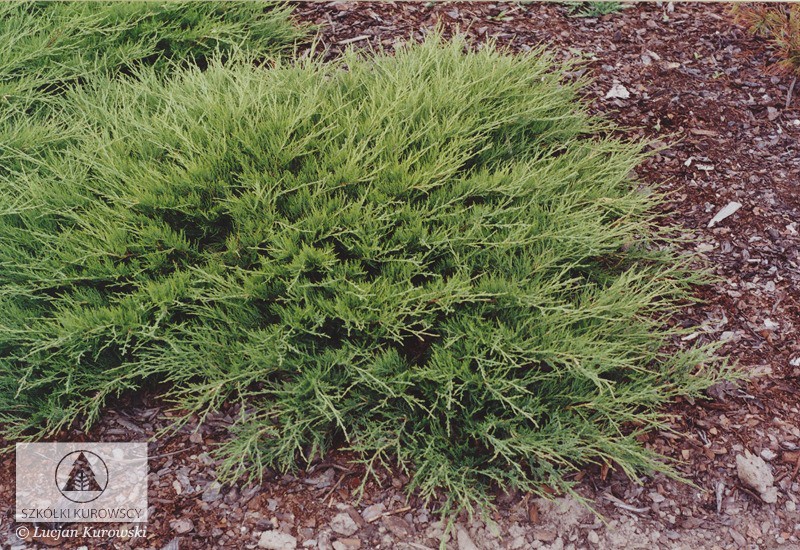 Juniperus (-) sabina Arcadia - 4,2