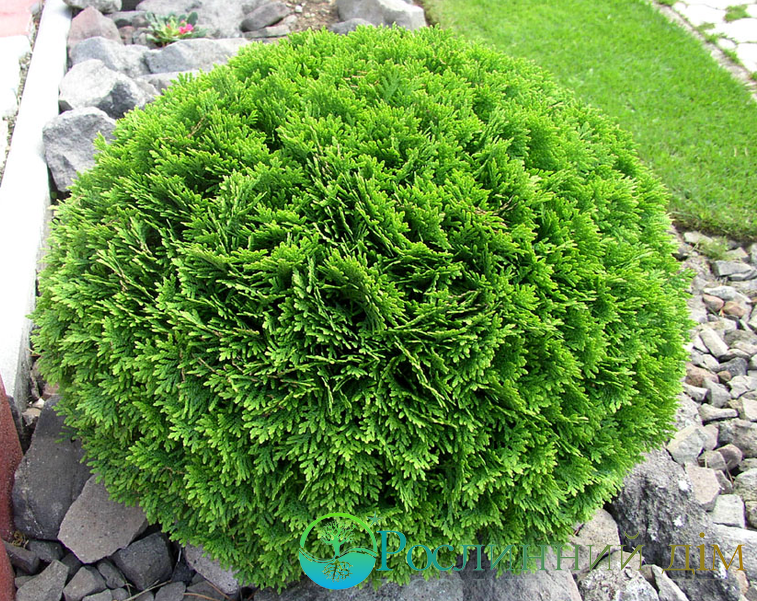 Thuja () occidentalis Danica - 4,59