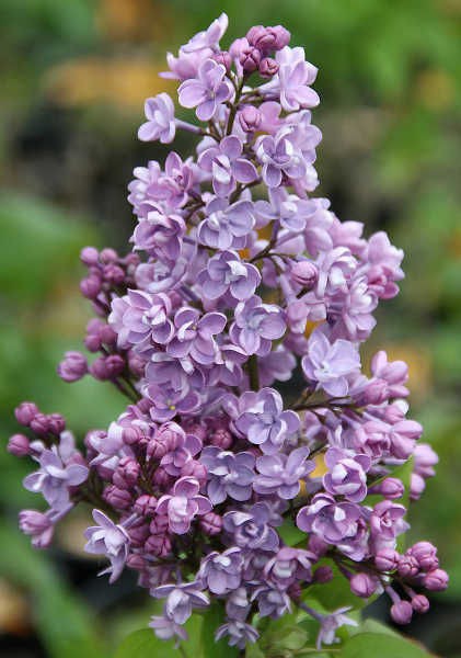 Syringa () hyacinthiflora Drushba - 7,8