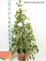 Фикус бендж Голден Кинг (140) 2 550.00