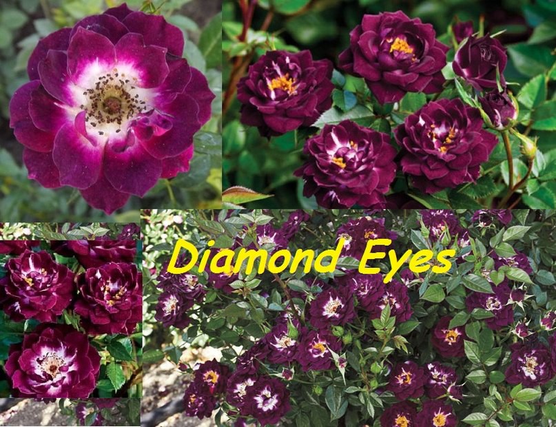 Rosa () Diamond Eyes C5 - 12,95