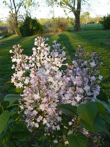 Syringa () hyacinthiflora Anabel - 7,8