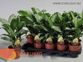 Аглаонема Мария Кристина (45) 595.00